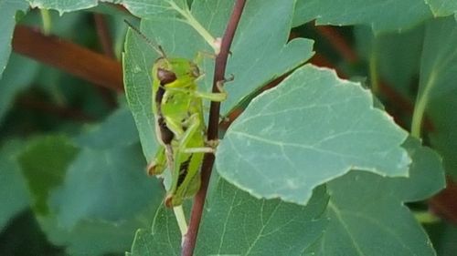 Close-up of insect on leaf