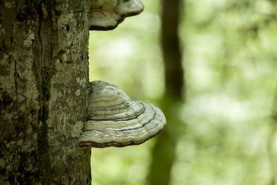 Close-up of lizard on tree trunk