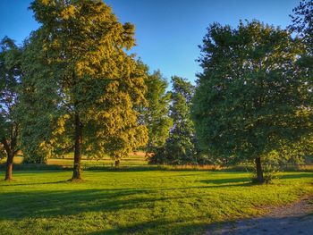 Trees in park during autumn