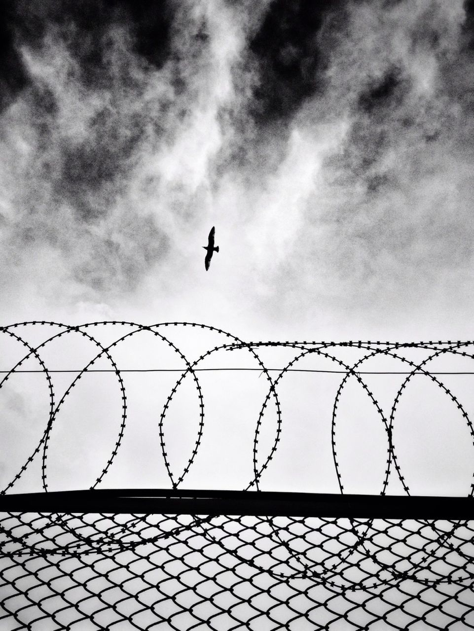bird, animal themes, animals in the wild, sky, wildlife, perching, fence, metal, low angle view, flying, protection, safety, one animal, cloud - sky, chainlink fence, built structure, outdoors, no people, railing