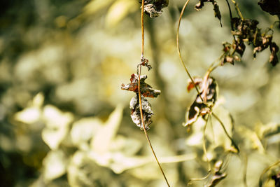 Close-up of insect on leaf