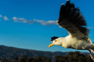 Close-up of seagull flying against blue sky