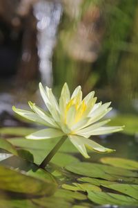Close-up of yellow flowering plant