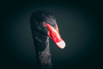 Close-up of swan swimming