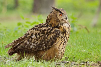 Side view of eurasian eagle owl on field