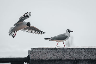 Seagulls flying against the sky