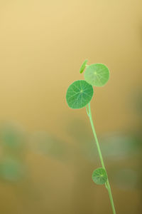 Close-up of green plant