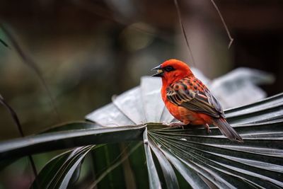 Orange bird perching on tree