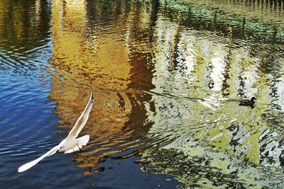 Reflection of trees in water