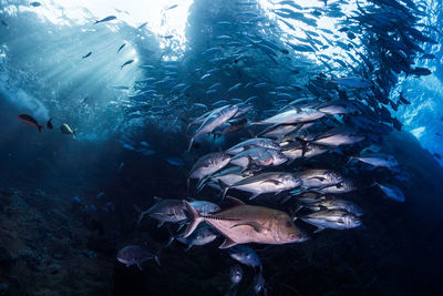 Fish swimming in sea