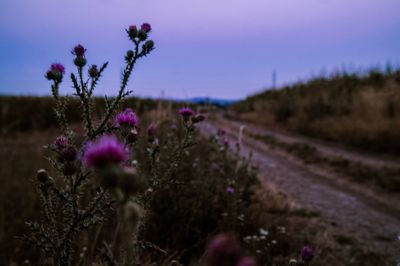 View of purple flowers growing in field