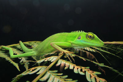 Close-up of lizard on a plant