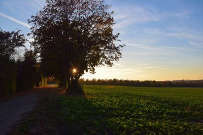 Scenic view of field against sky during sunset