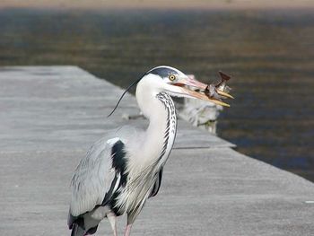 Close-up of gray heron perching on pole