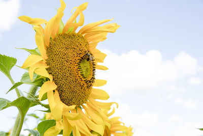 Close-up of yellow sunflower against sky