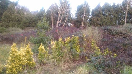 Trees growing in forest