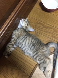 High angle view of cat sleeping on hardwood floor