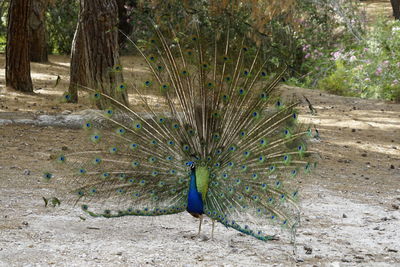 Fanned out peacock standing on field