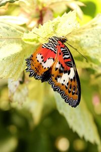 Close-up of butterfly on leaf