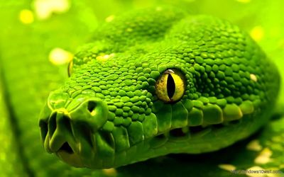 Close-up of green snake