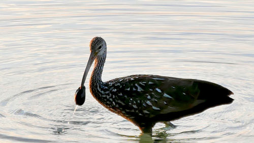 High angle view of duck swimming in lake