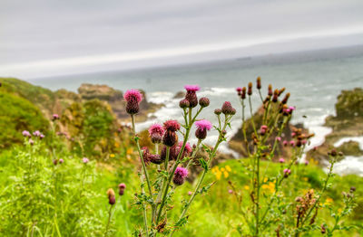 Close-up of pink flowering plants on land against sky