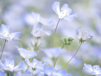 Close-up of white flowers