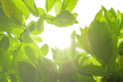 Low angle view of leaves against sky on sunny day