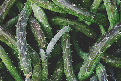 Full frame shot of wet plants