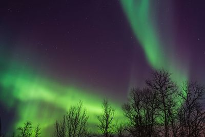 Low angle view of trees against sky at night