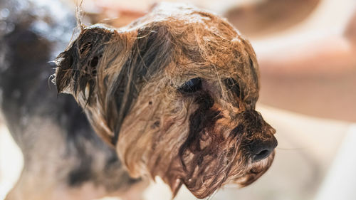 Close-up of dog