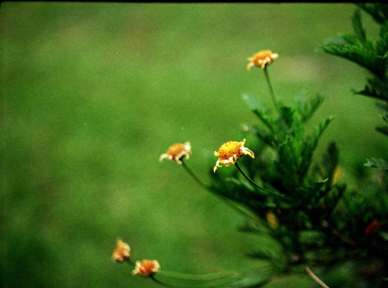 CLOSE-UP OF YELLOW FLOWERING PLANT ON GREEN LEAF