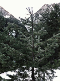 Pine trees in forest against sky during winter