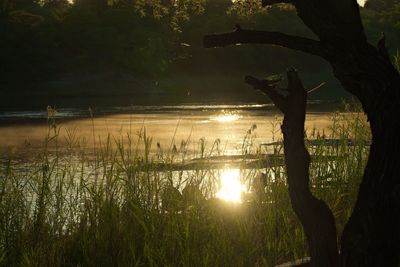 Silhouette trees by lake against sky