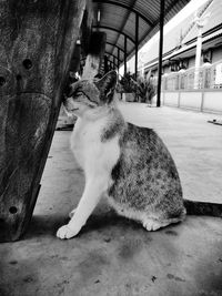 Cat sitting on floor