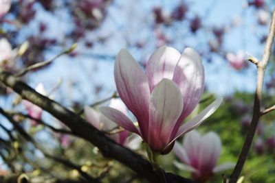 Close-up of pink flowering plant