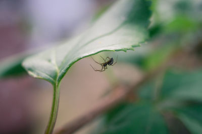 Close-up of insect on plant