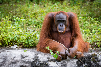 Portrait of orangutan sitting on rock against plants