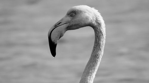 Close-up of bird