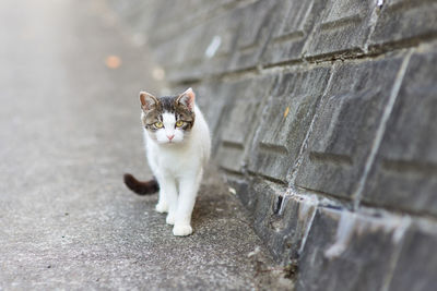 Cat walking down footpath by concrete wall