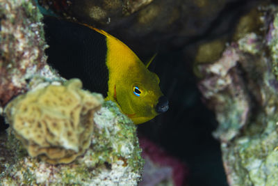 Close-up of fish swimming in sea