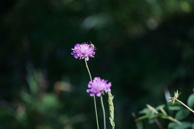 Close-up of pink flowering plant on field