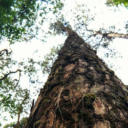 Low angle view of tree against sky