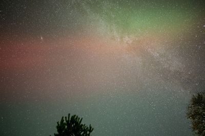 Low angle view of trees against sky at night