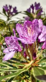 Close-up of purple flowering plant