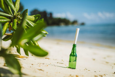 Close-up of plant on beach