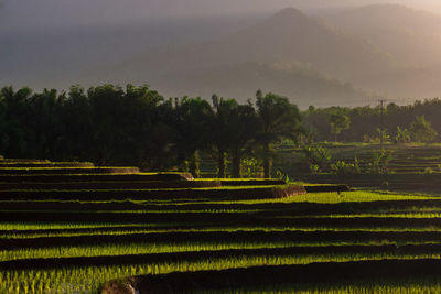 Morning sunrise on the rice terraces of bengkulu, north asia, indonesia, the beauty of the colors