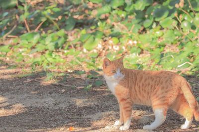 Side view of a cat on field