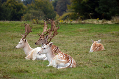 Deer in a field