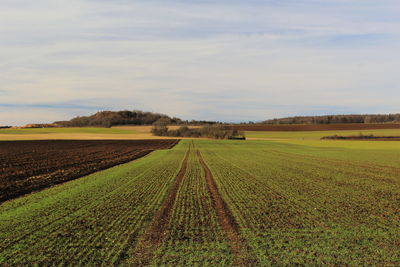 Scenic view of agricultural field against sky